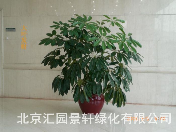 绿植租摆